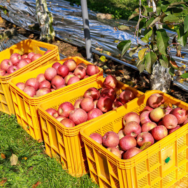 [사과최고] 달콤아삭 부사 사과 가정용 소과 중과 대과 혼합
