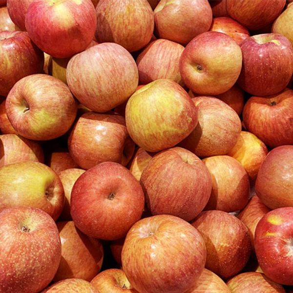 [사과최고] 달콤아삭 부사 사과 가정용 소과 중과 대과 혼합 대표이미지 섬네일