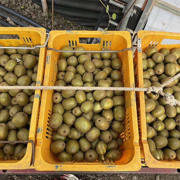 [키위늘푸] 당도보장 레드키위 제주 국산 키위 2kg 3kg