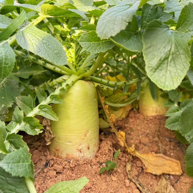 [채소브팜] 햇 무 달큰한 무우 무시 못난이 무 미니무 정품무 5kg 10kg 비세척 흙무