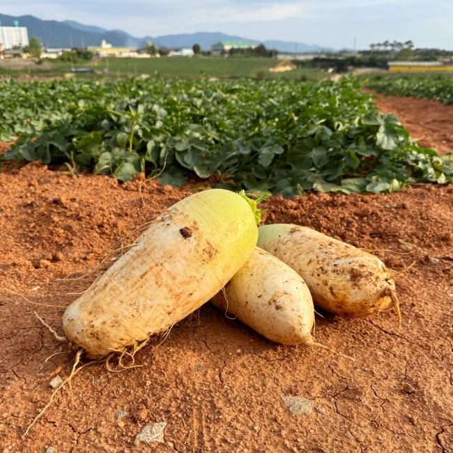 [채소브팜] 햇 무 달큰한 무우 무시 못난이 무 미니무 정품무 5kg 10kg 비세척 흙무
