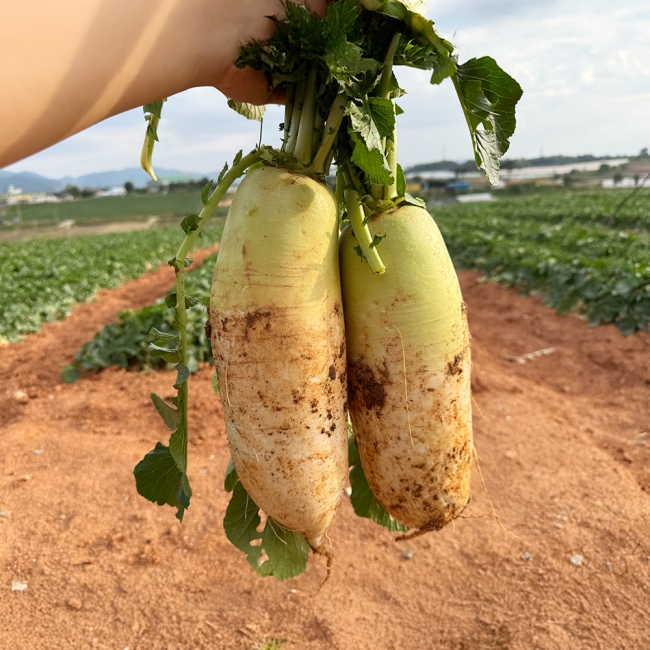 [채소브팜] 햇 무 달큰한 무우 무시 못난이 무 미니무 정품무 5kg 10kg 비세척 흙무