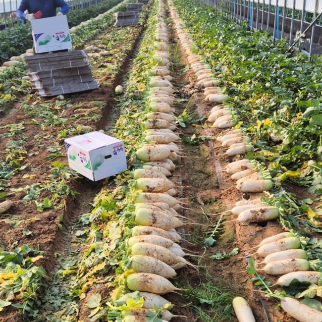 [채소브팜] 햇 무 달큰한 무우 무시 못난이 무 미니무 정품무 5kg 10kg 비세척 흙무