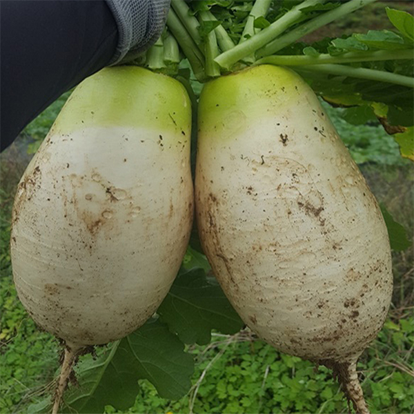 [김장늘푸] 강원도 무 고랭지 무우 무시 10kg