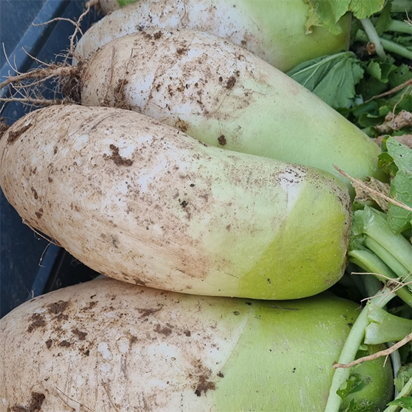 [김장늘푸] 강원도 무 고랭지 무우 무시 10kg