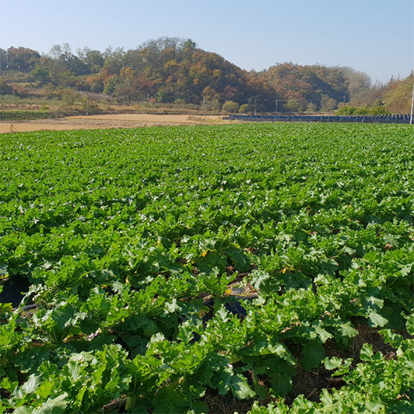 [김장늘푸] 강원도 무 고랭지 무우 무시 10kg