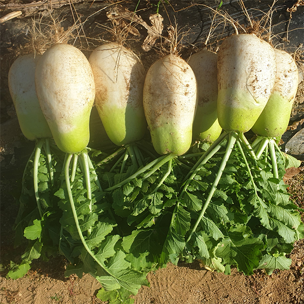 [김장늘푸] 강원도 무 고랭지 무우 무시 10kg