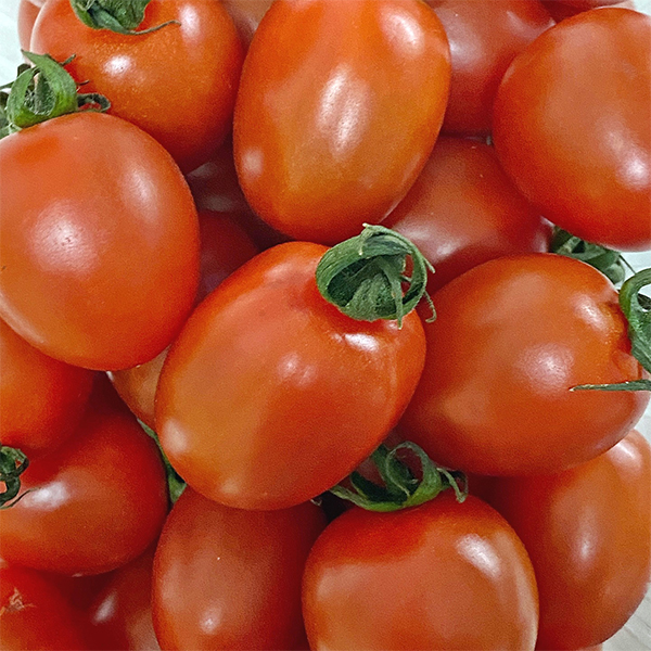 [토마캄스] 대추 방울 토마토 2kg 3kg 5kg 중대과 로열과 혼합