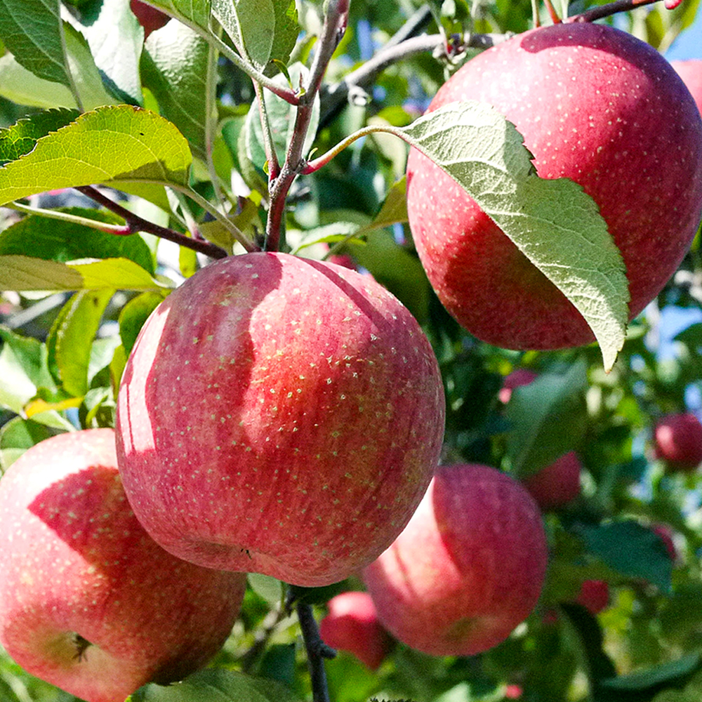 산지직송 경북 부사 A급 가정용 2.5kg 5kg