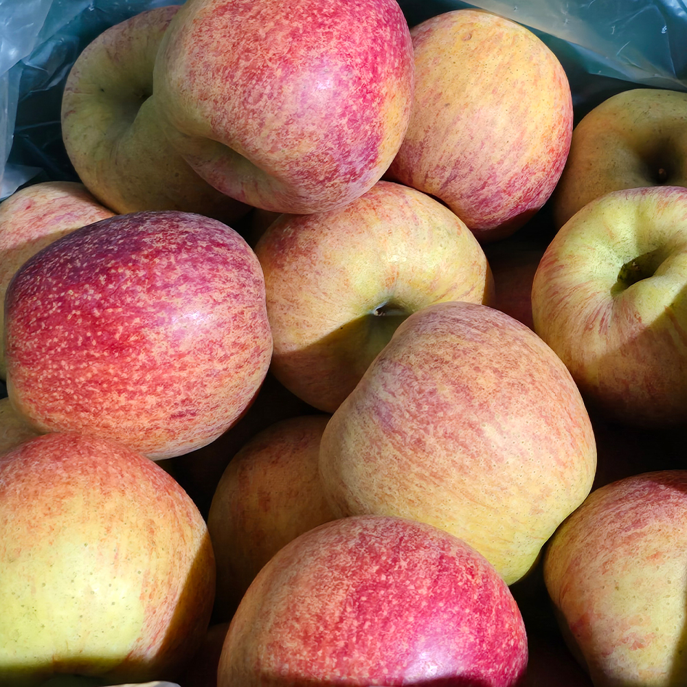 꿀 고당도 예산 엔비사과 선물용 정품 2kg 4kg 청송사과  문경사과 사과