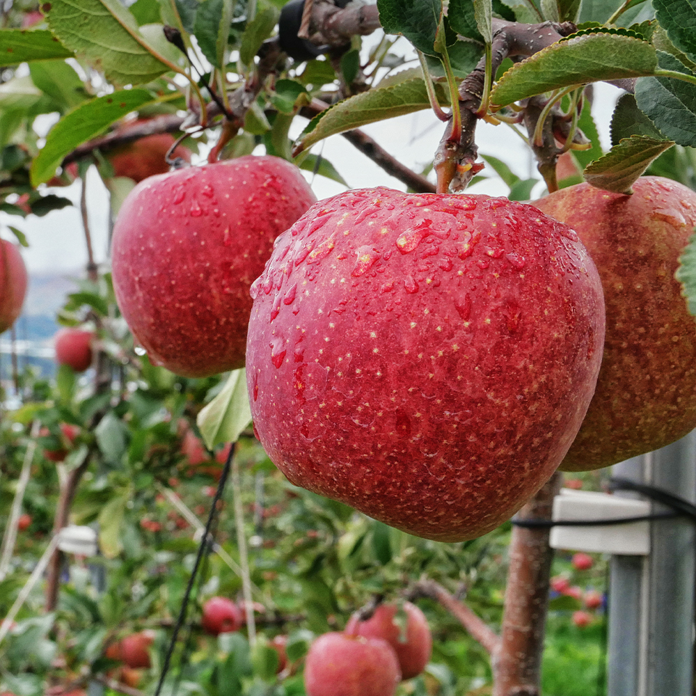 꿀 고당도 예산 엔비사과 선물용 정품 2kg 4kg 청송사과  문경사과 사과