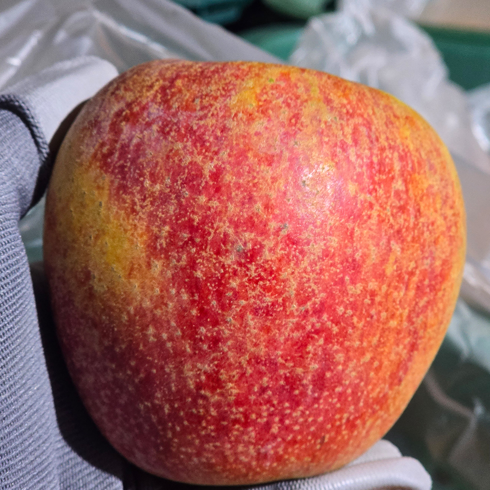 꿀 고당도 예산 엔비사과 선물용 정품 2kg 4kg 청송사과  문경사과 사과