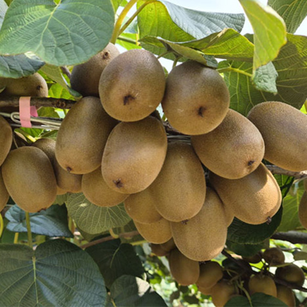 [키위최고] 국내산 키위 골드키위