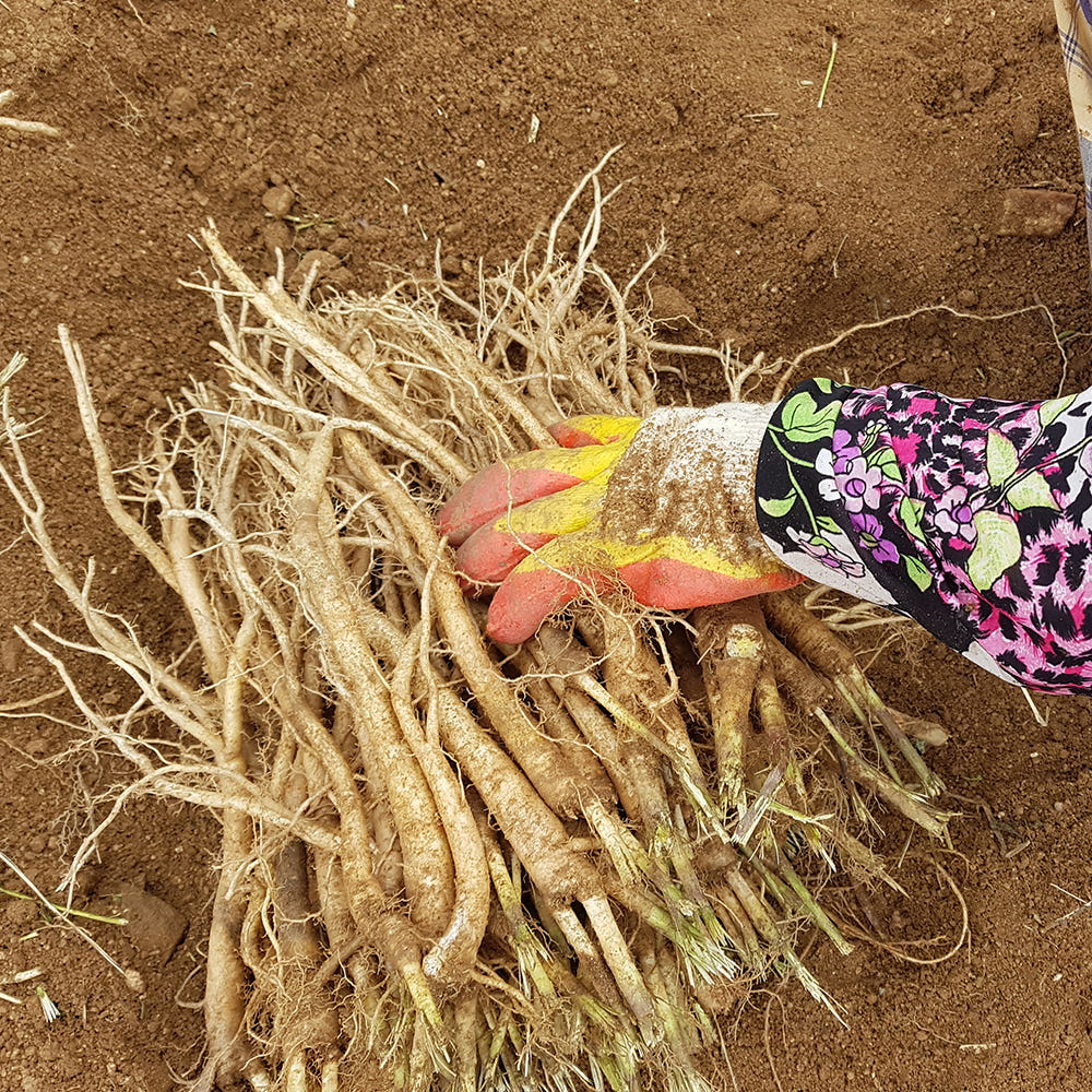 도라지미 국산 도라지정과 프리미엄 도라지청 4종 선물세트 1kg