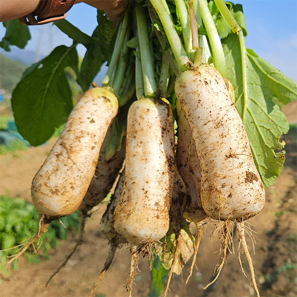 [김장늘푸] 강원도 알타리무 5kg 10kg 무우 무시