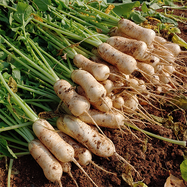 [김장늘푸] 강원도 알타리무 5kg 10kg 무우 무시