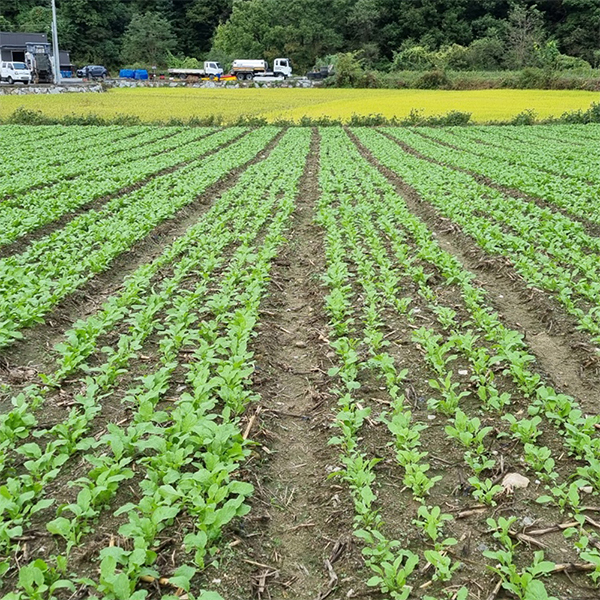 [김장늘푸] 강원도 알타리무 5kg 10kg 무우 무시