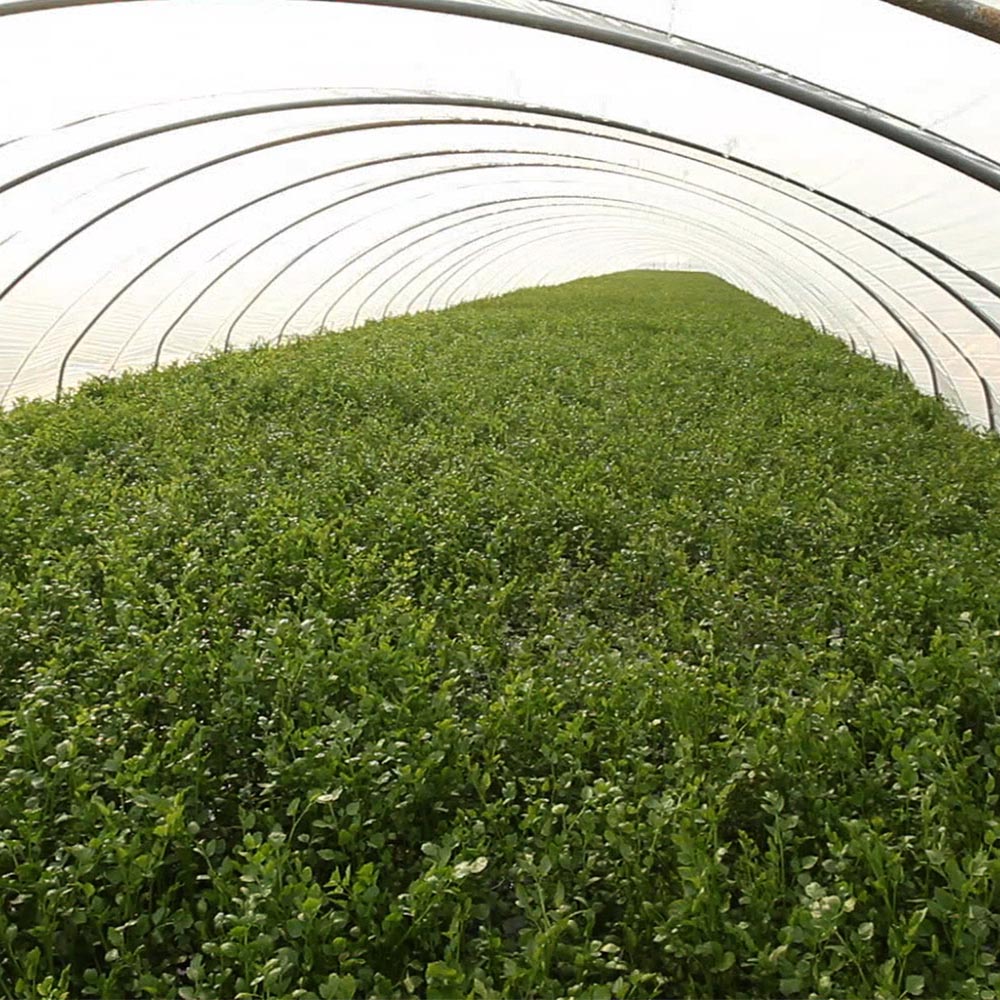 국내산 청도 한재 미나리 1단 200g 1-4단