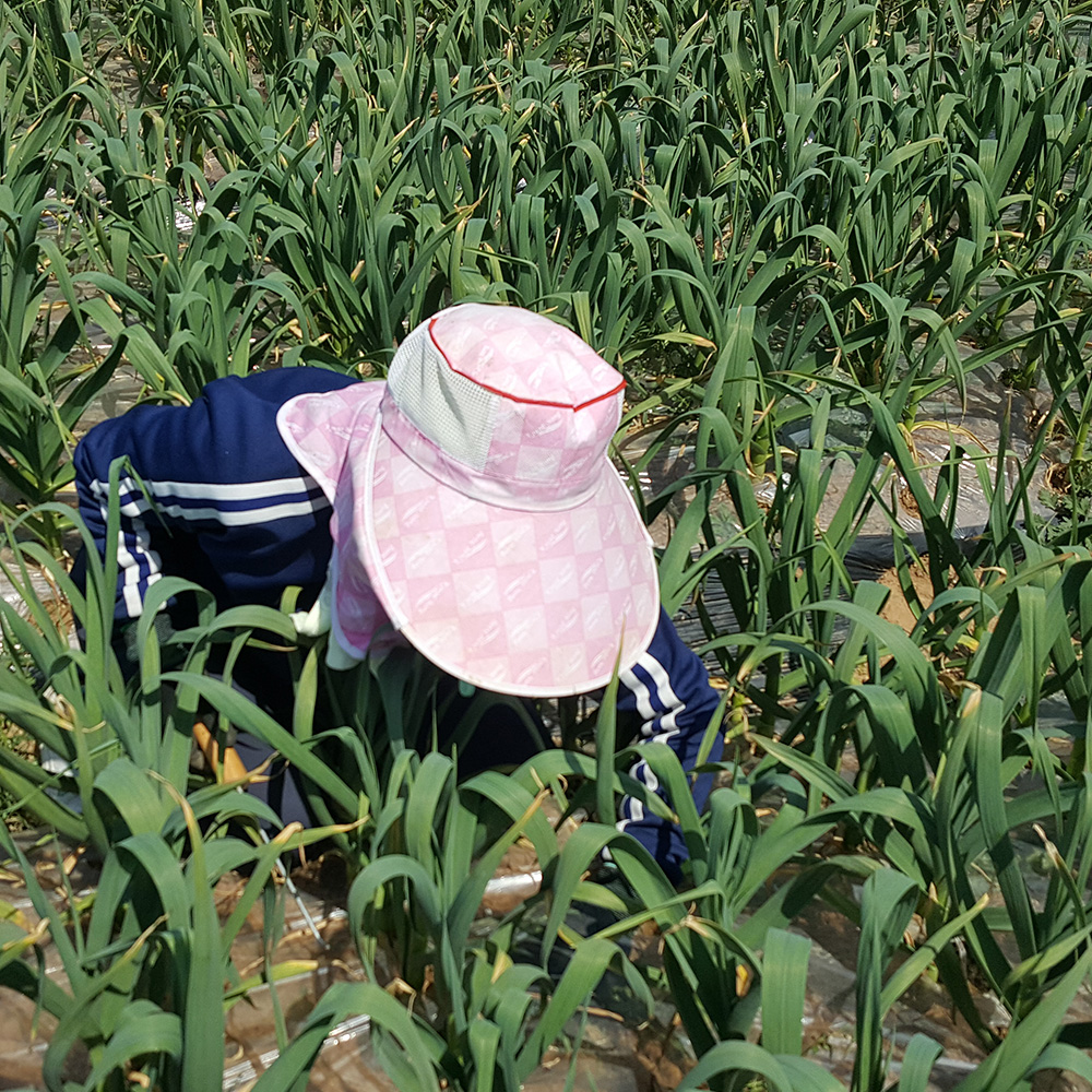 서산농부의 서산육쪽마늘 흑마늘진액 80mlx30ea 5cm이상 30일건조 30일 숙성 흑마늘즙 육쪽흑마늘진액 육쪽마늘