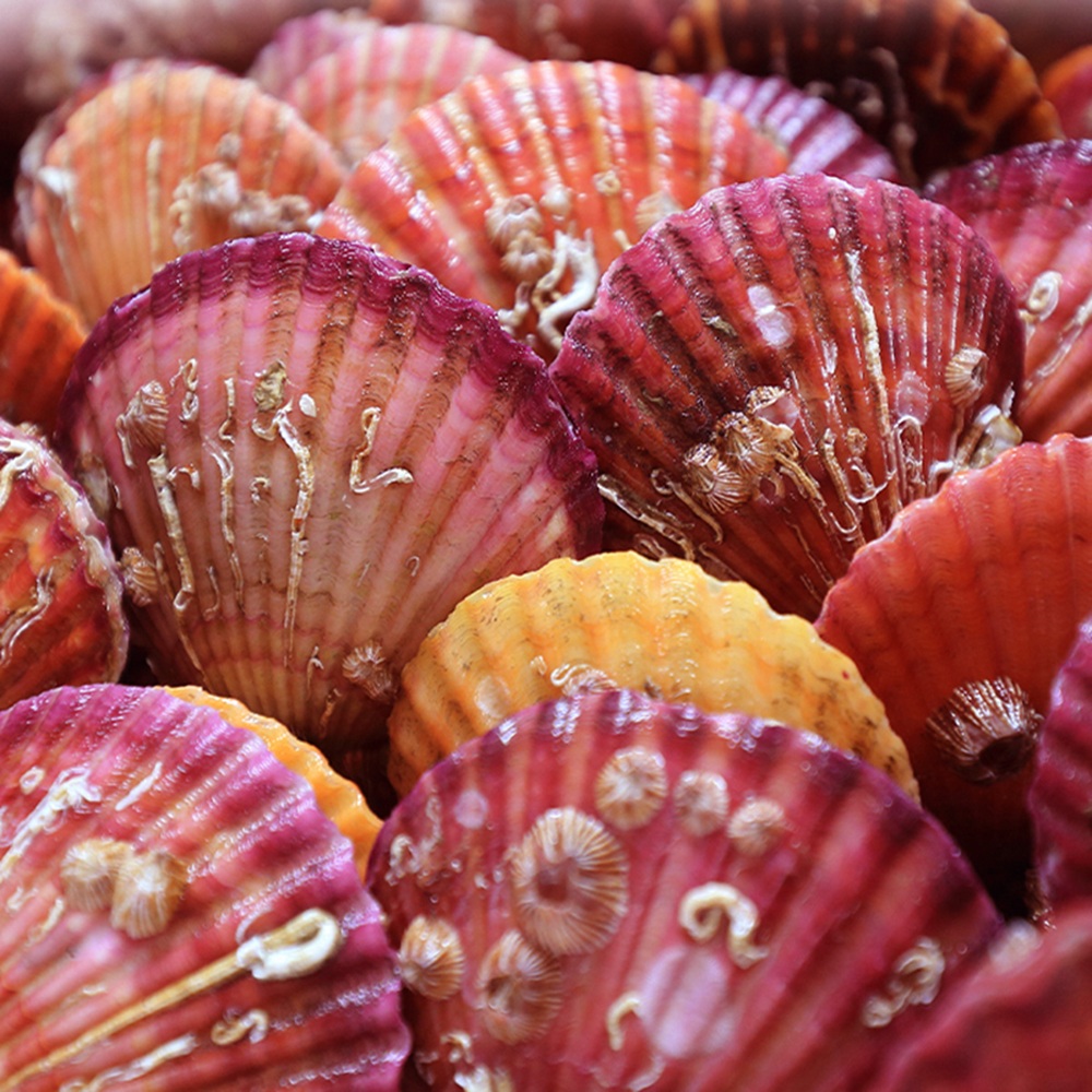 통영 홍가리비 1kg~