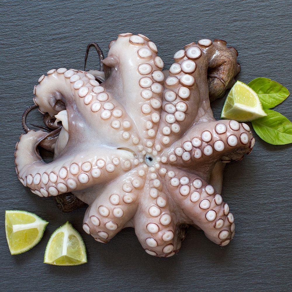 남해 산지직송 당일조업 돌문어 자연산 생물 문어 1kg 2kg