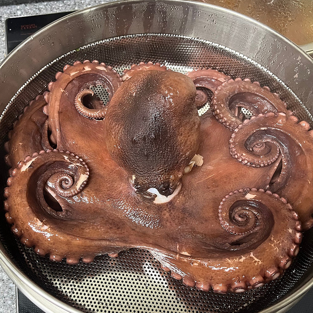 남해 산지직송 당일조업 돌문어 자연산 생물 문어 1kg 2kg