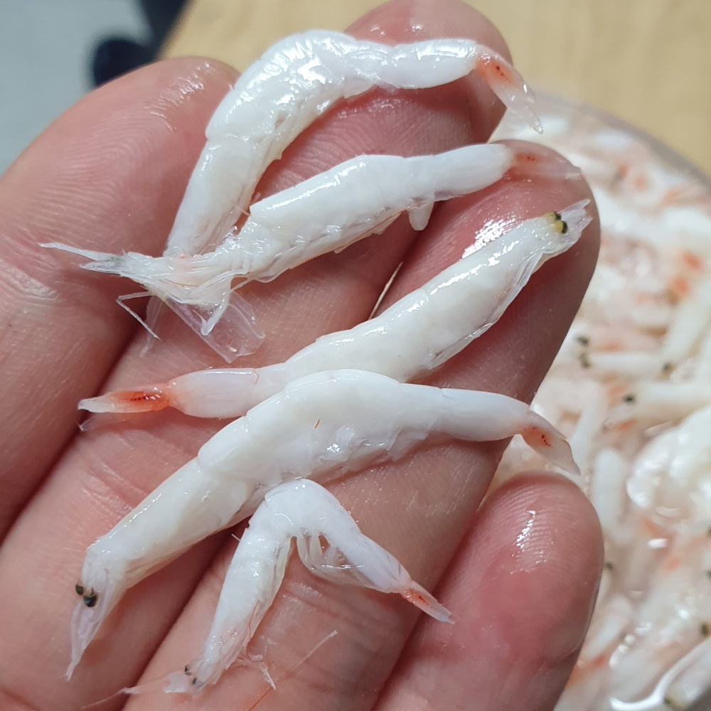 신안 천일염 새우젓 육젓 1kg 2kg 국내산 김장용 요리용 자연숙성