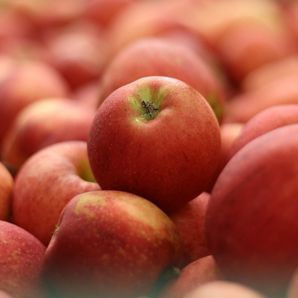 GAP 저탄소 청송 후브락스 부사 사과 3kg 소과 (13-15과) 산지직송 제철 과일