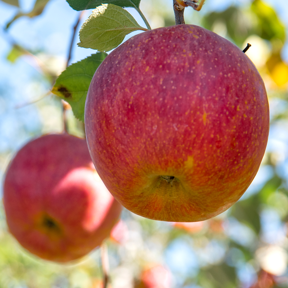 GAP 저탄소 청송 후브락스 부사 사과 3kg 소과 (13-15과) 산지직송 제철 과일