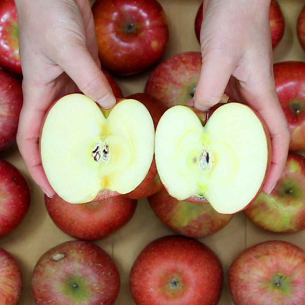 GAP 저탄소 청송 후브락스 부사 사과 3kg 소과 (13-15과) 산지직송 제철 과일