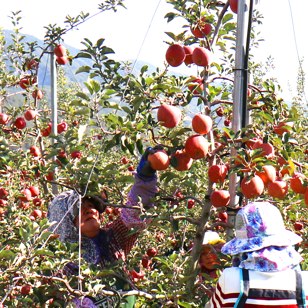 GAP 저탄소 청송 후브락스 부사 사과 3kg 소과 (13-15과) 산지직송 제철 과일