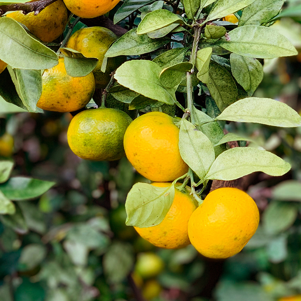 제주 조생 감귤 가정용 노지 조생귤 4.5kg 9kg