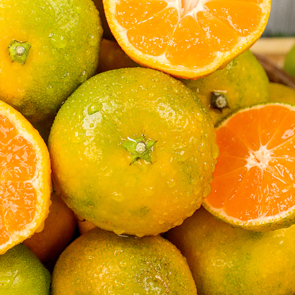 제주 조생 감귤 가정용 노지 조생귤 4.5kg 9kg