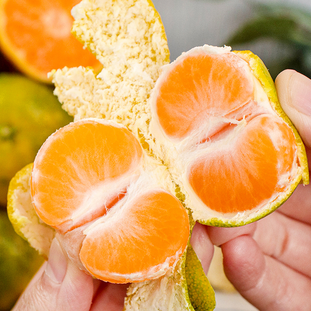 제주 조생 감귤 가정용 노지 조생귤 4.5kg 9kg