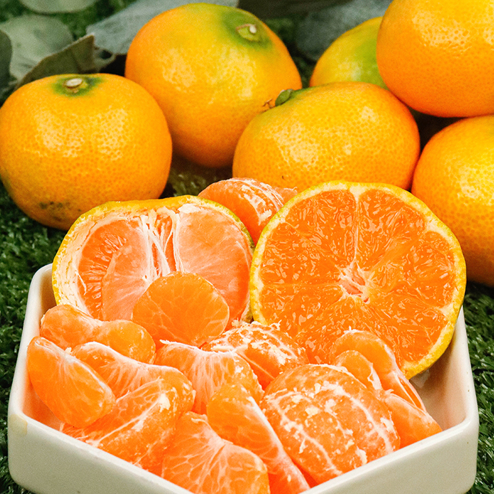 제주 조생 감귤 가정용 노지 조생귤 4.5kg 9kg