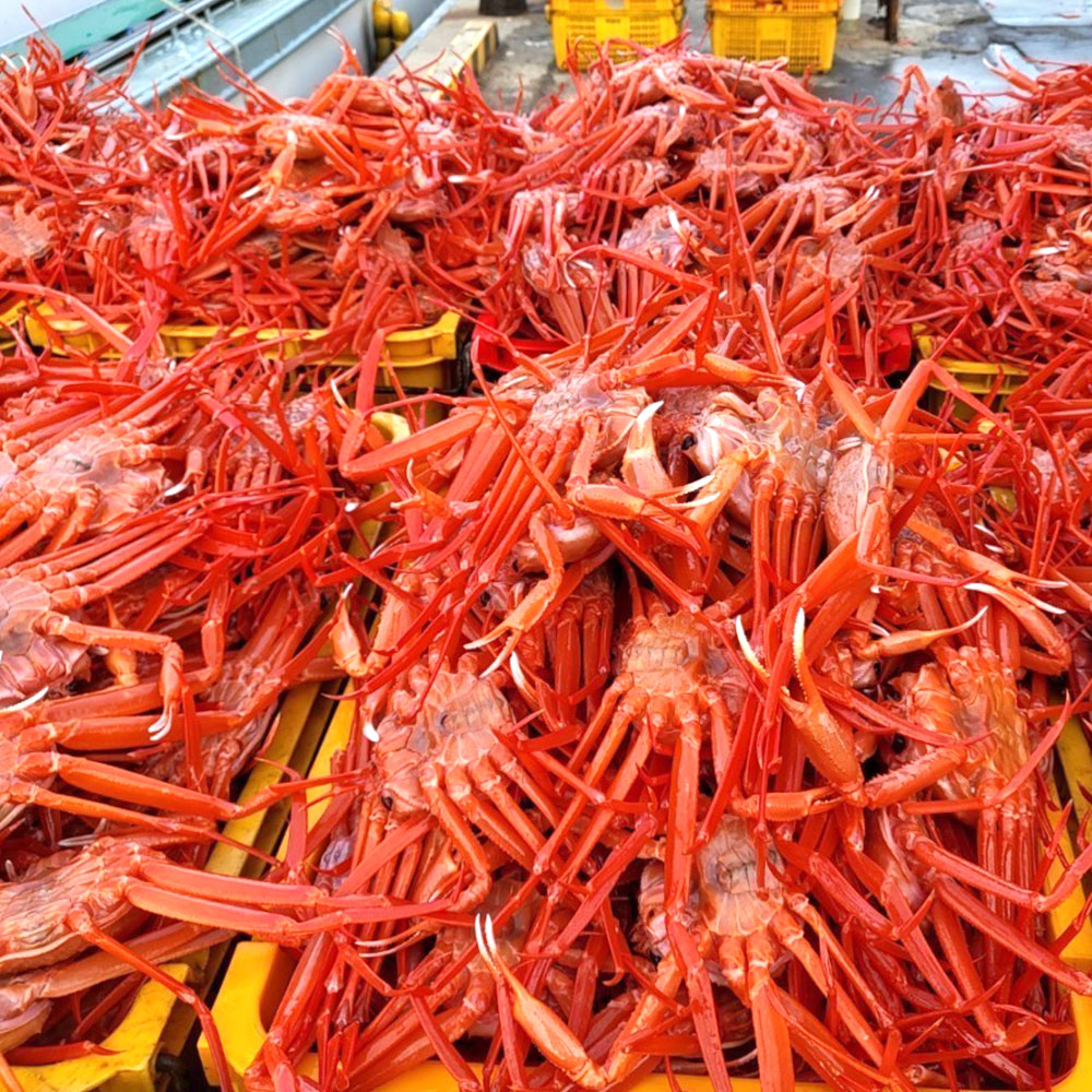 당일조업 포항 구룡포 연지 홍게 2kg 3kg 5kg