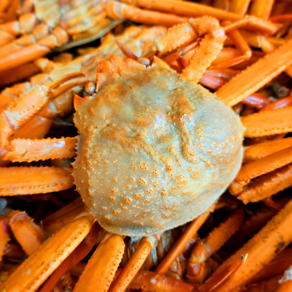 당일조업 포항 구룡포 연지 홍게 2kg 3kg 5kg