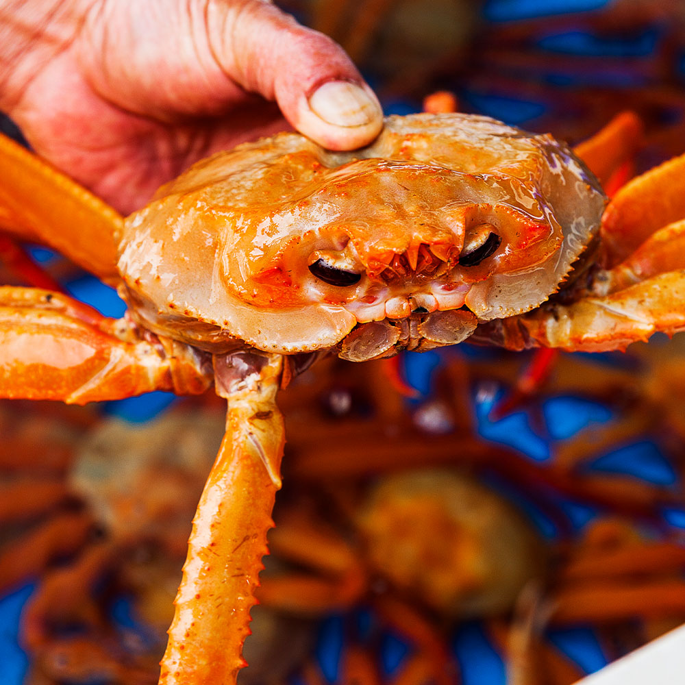 당일조업 포항 구룡포 연지 홍게 2kg 3kg 5kg