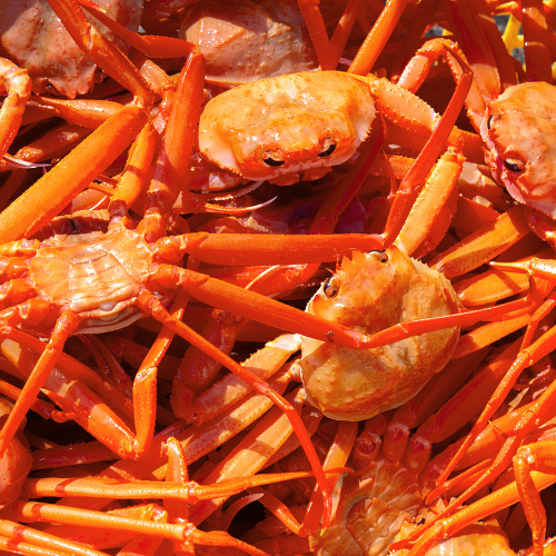 당일조업 포항 구룡포 연지 홍게 2kg 3kg 5kg 대표이미지 섬네일