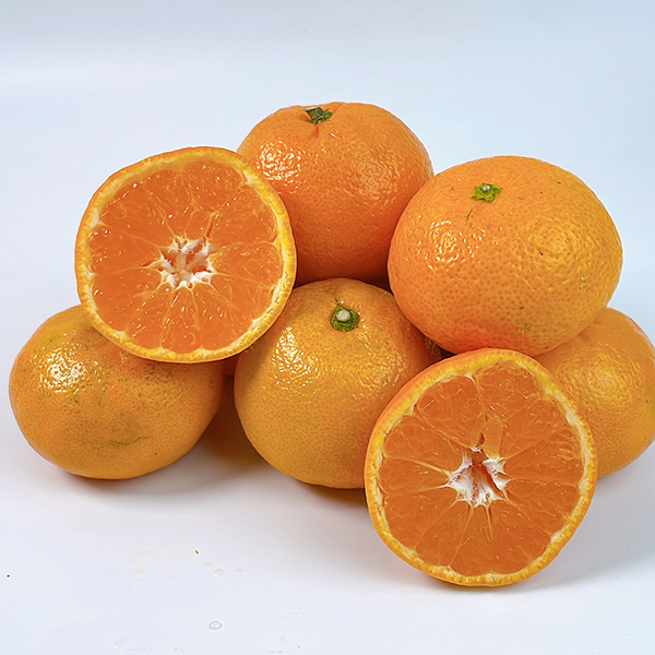 [햇땅] 제주 노지 조생 감귤 4.5kg 9kg 택1 2S S-M M-L