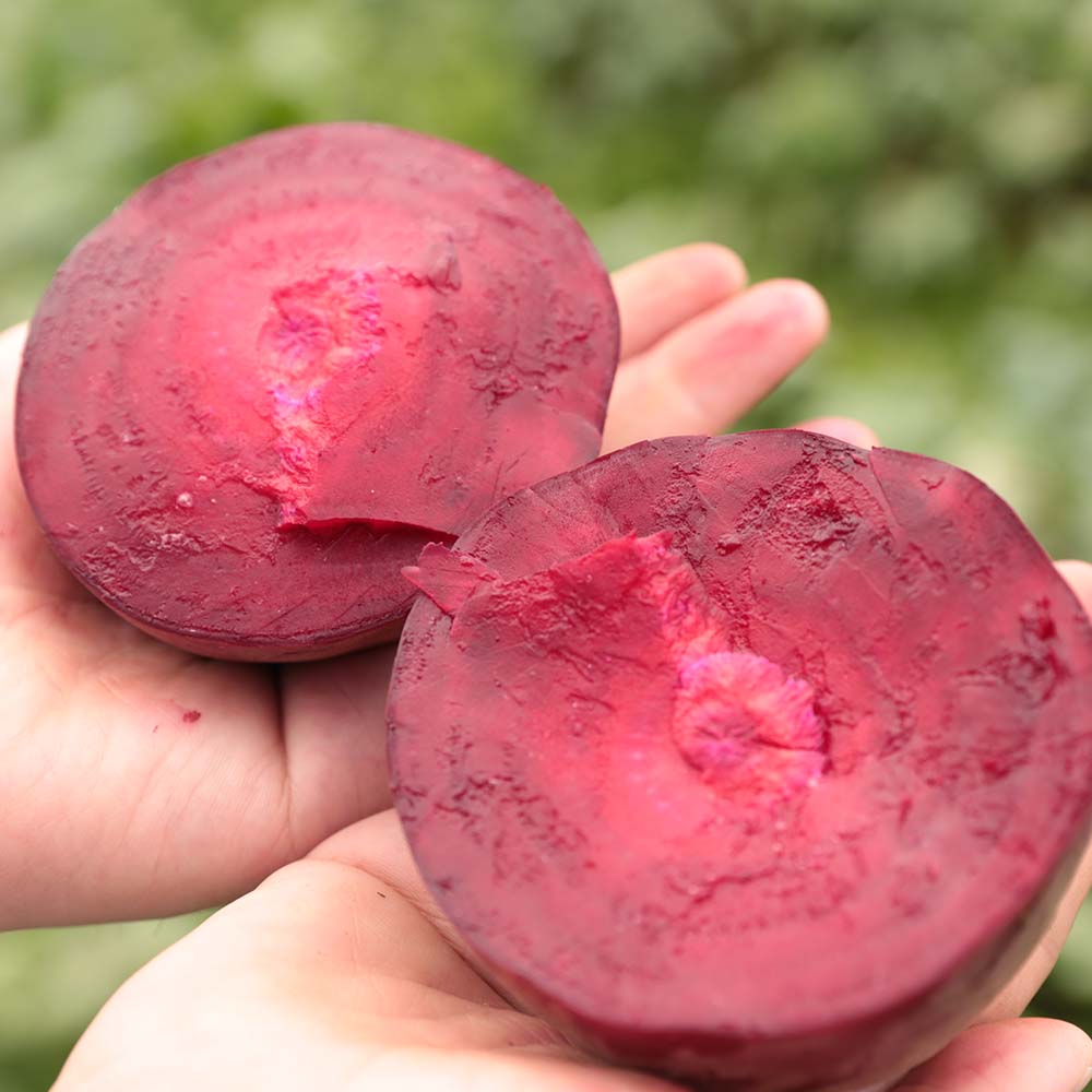 무료배송] 제주 산지직송 레드비트 2kg/3kg/5kg