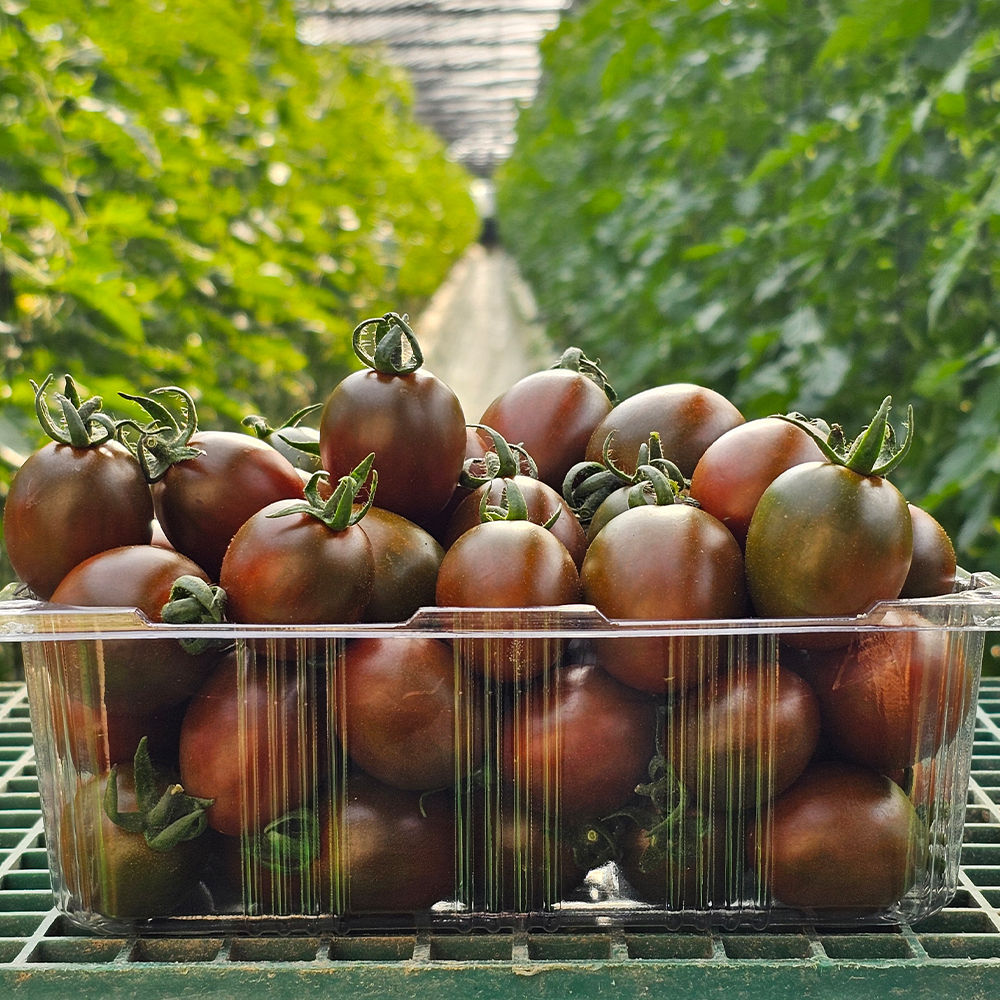 흑대추 방울토마토 대저 흑토마토 로얄과 1kg 2kg