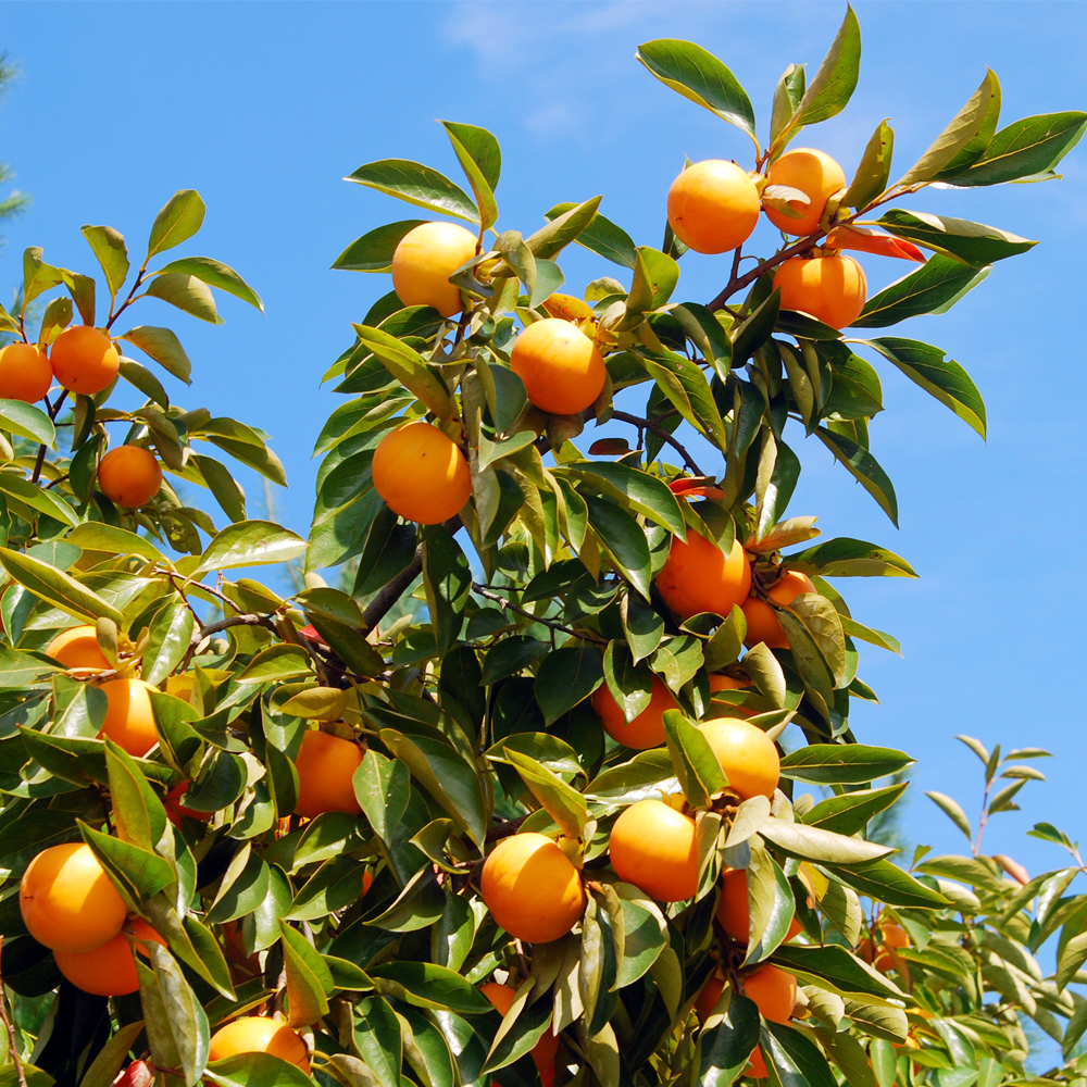 달콤한 경남 단감 10kg