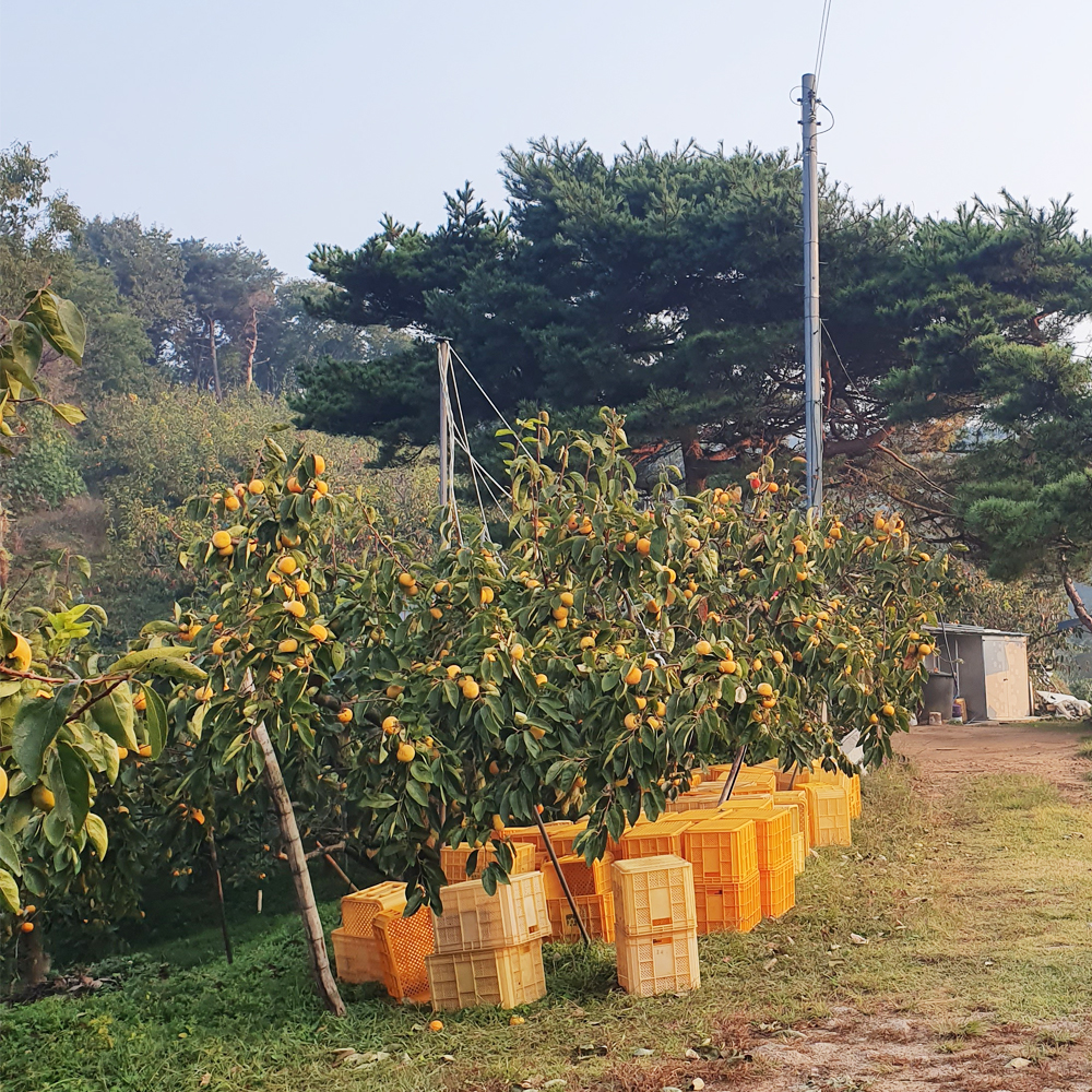 달콤한 경남 단감 10kg