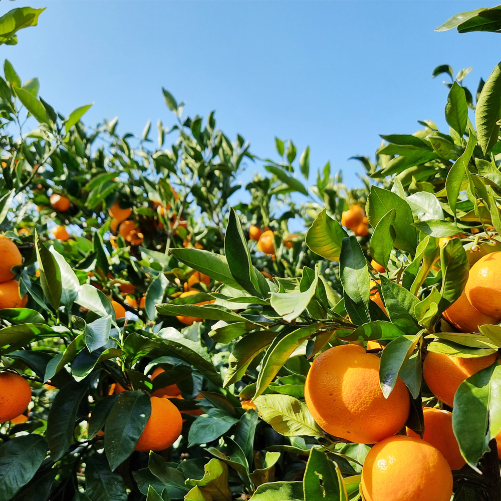 제주 서귀포 조생 노지감귤 10kg