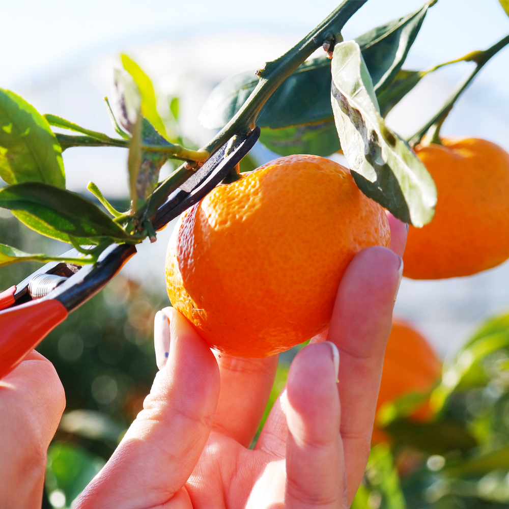 제주 서귀포 조생 노지감귤 10kg