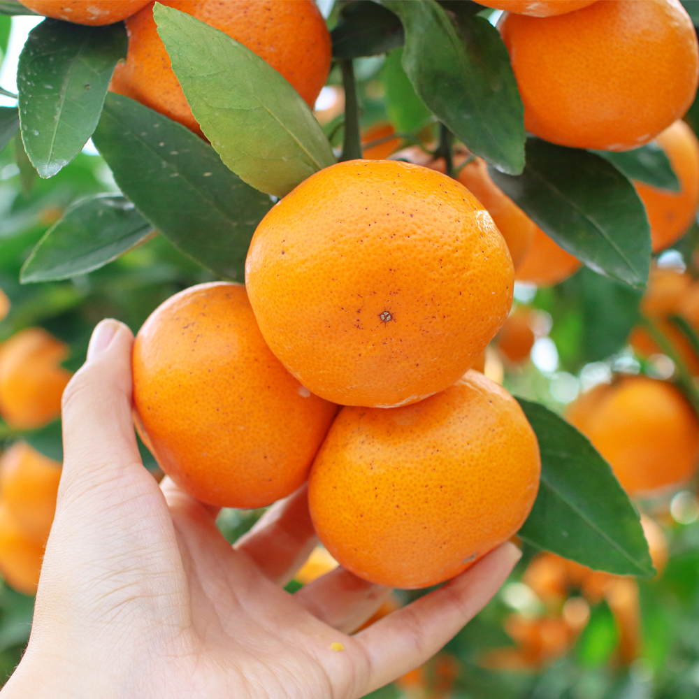 제주 서귀포 조생 노지감귤 10kg