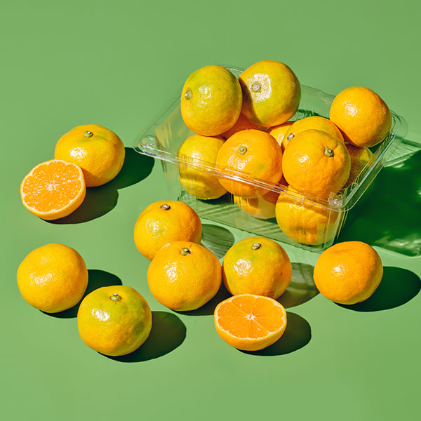 제주 당도선별 타이벡 감귤(500g/1팩)