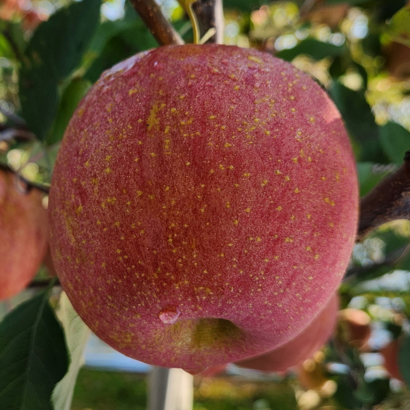 청송 사과 꿀사과 가정용 부사 사과 3kg 5kg