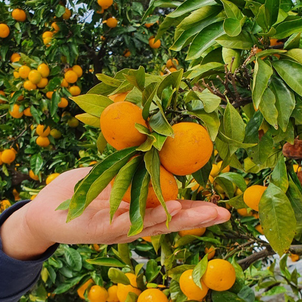 제주 서귀포 타이벡 감귤 노지 조생 귤 가정용 선물세트 4.5kg 9kg